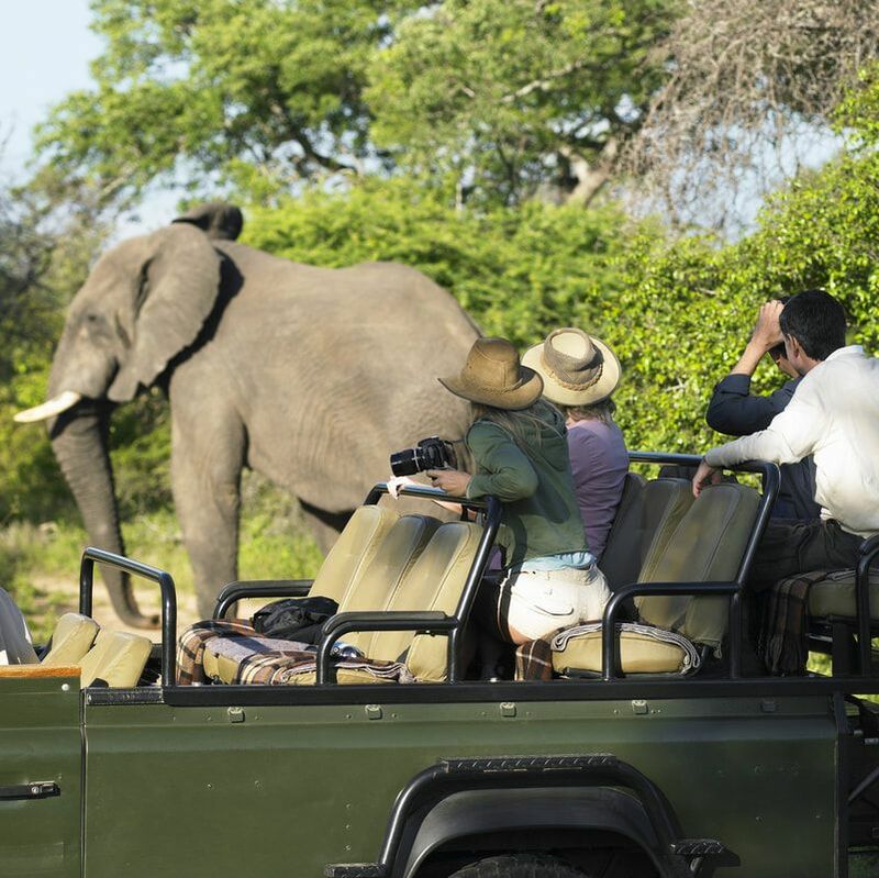 safari people taking picture of elephant